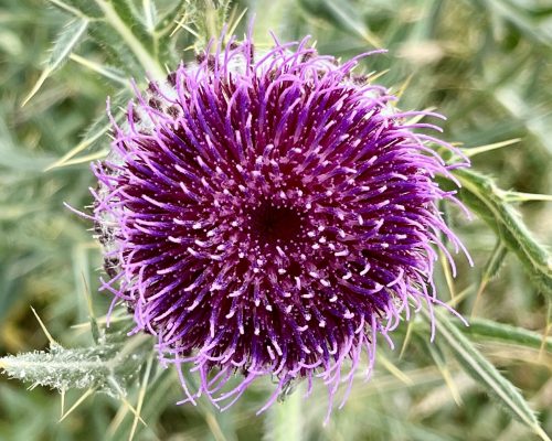 blume