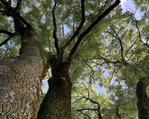 baum-himmel