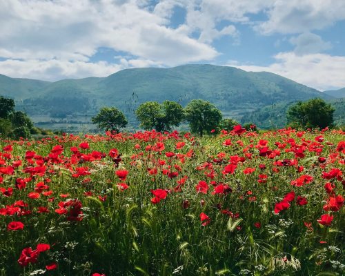 blumen-nature