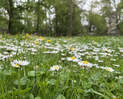 blumenwiese