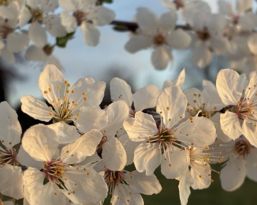 blumen-natur-bild-2